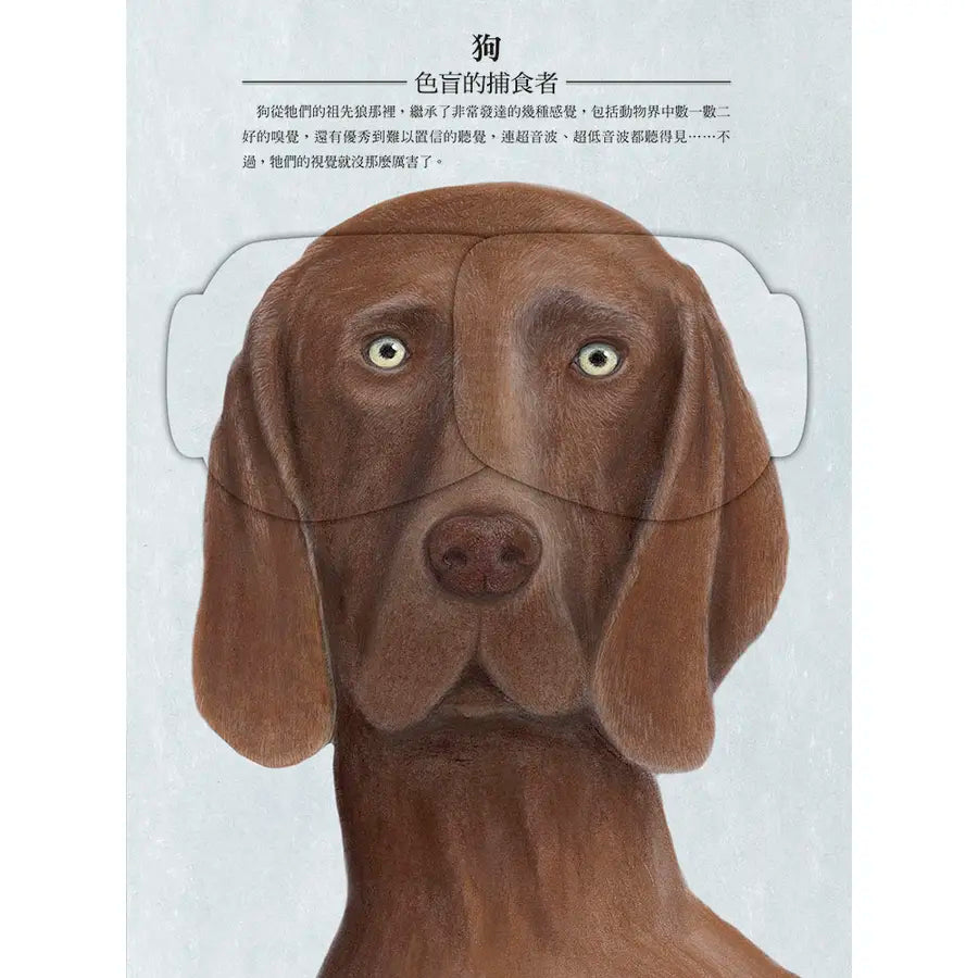 動物眼中的世界(典藏新裝版)兒童繪本內容