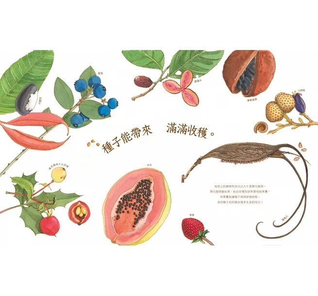 自然科核心素養最佳讀物 大自然繪本套書1【暢銷紀念版】(沉睡中的種子+活生生的石頭+害羞的甲蟲)兒童繪本內容