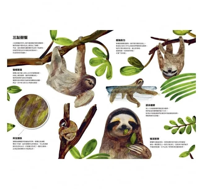 動物偽裝大師：是誰躲在裡面?兒童繪本內容