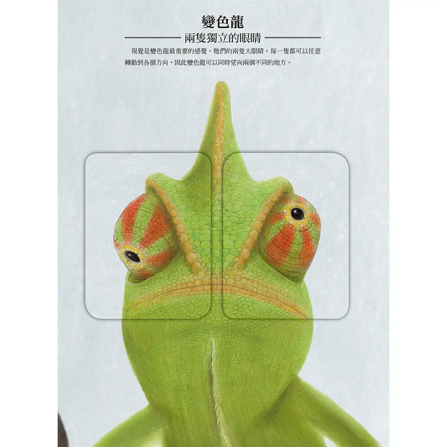 動物眼中的世界(典藏新裝版)兒童繪本內容
