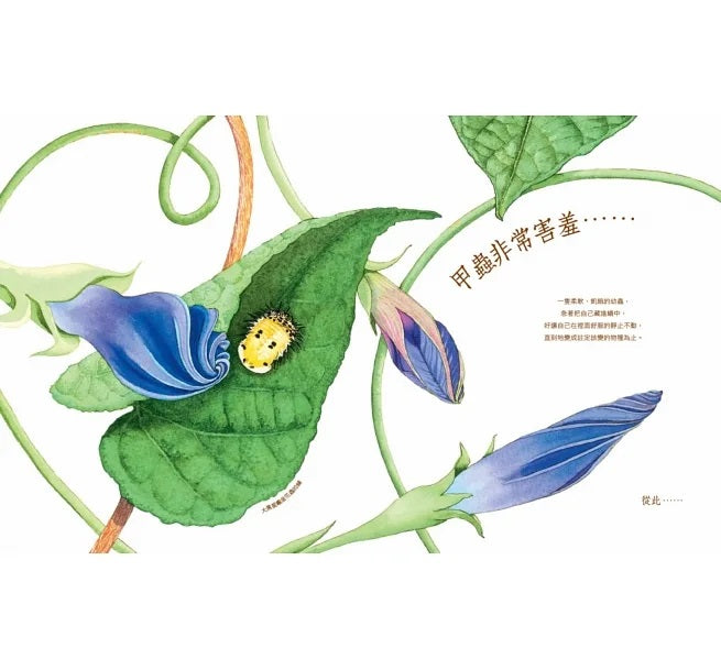 自然科核心素養最佳讀物 大自然繪本套書1【暢銷紀念版】(沉睡中的種子+活生生的石頭+害羞的甲蟲)兒童繪本內容