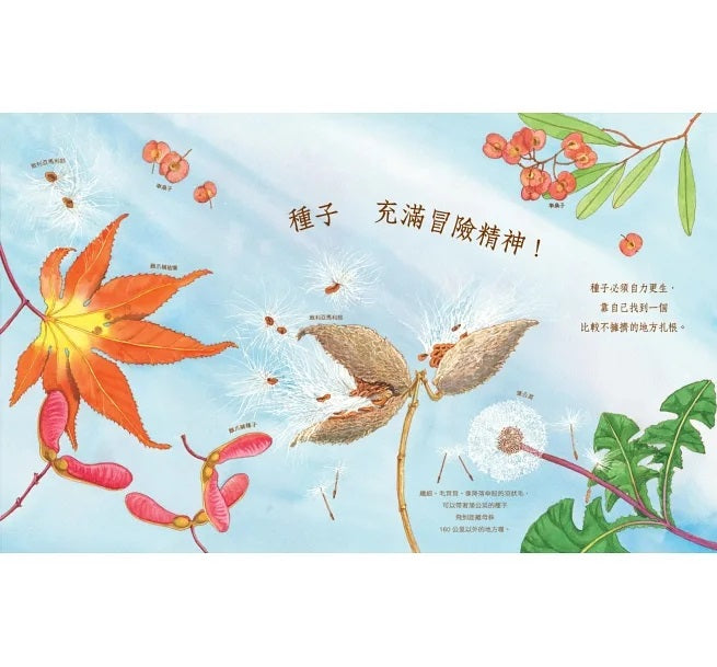 自然科核心素養最佳讀物 大自然繪本套書1【暢銷紀念版】(沉睡中的種子+活生生的石頭+害羞的甲蟲)兒童繪本內容