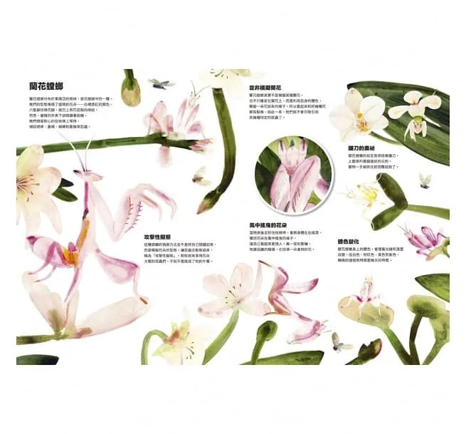 動物偽裝大師：是誰躲在裡面?兒童繪本內容