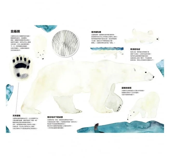 動物偽裝大師：是誰躲在裡面?兒童繪本內容