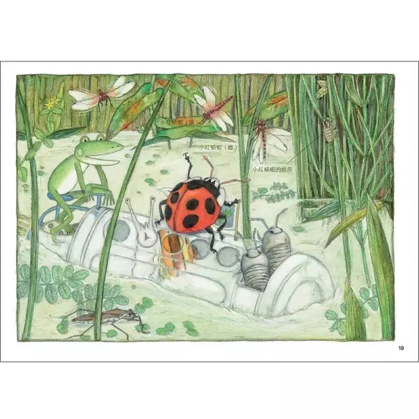 松岡達英雨蛙生態旅行團全集(4冊)兒童繪本內容