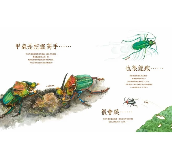 自然科核心素養最佳讀物 大自然繪本套書1【暢銷紀念版】(沉睡中的種子+活生生的石頭+害羞的甲蟲)兒童繪本內容