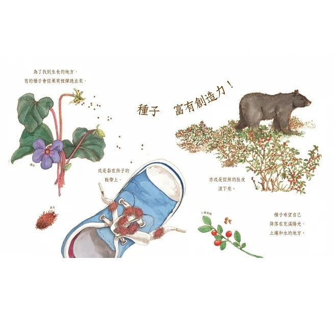 自然科核心素養最佳讀物 大自然繪本套書1【暢銷紀念版】(沉睡中的種子+活生生的石頭+害羞的甲蟲)兒童繪本內容