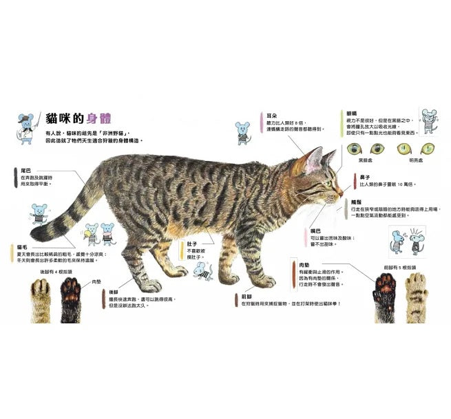 貓咪亮相了!兒童繪本內容