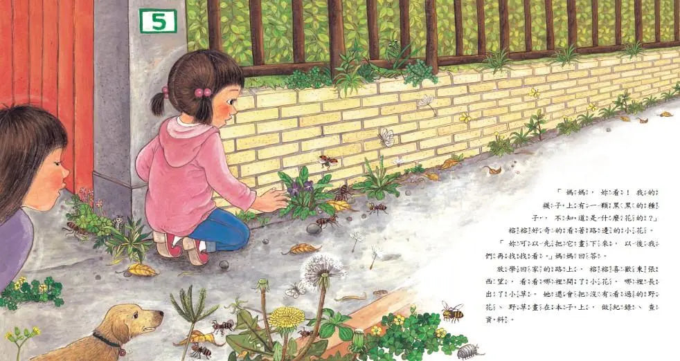 我家附近的野花
