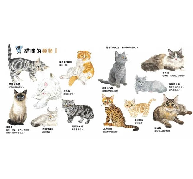 貓咪亮相了!兒童繪本內容