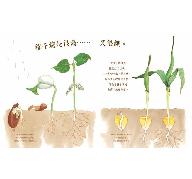自然科核心素養最佳讀物 大自然繪本套書1【暢銷紀念版】(沉睡中的種子+活生生的石頭+害羞的甲蟲)兒童繪本內容