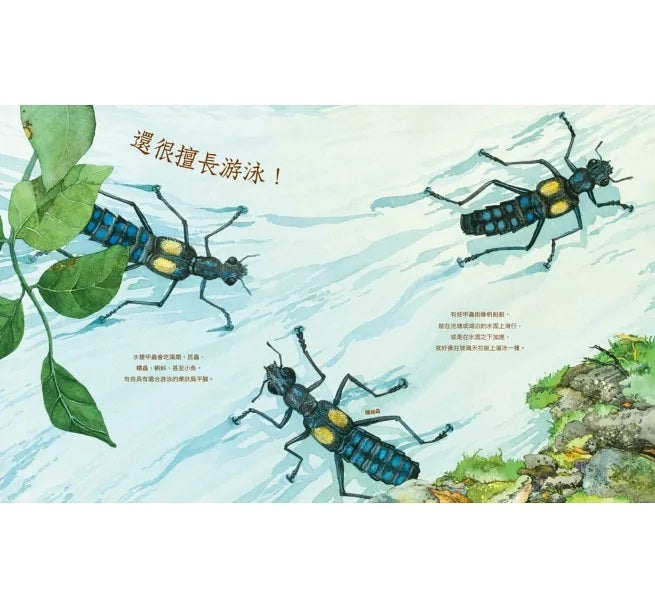 自然科核心素養最佳讀物 大自然繪本套書1【暢銷紀念版】(沉睡中的種子+活生生的石頭+害羞的甲蟲)兒童繪本內容