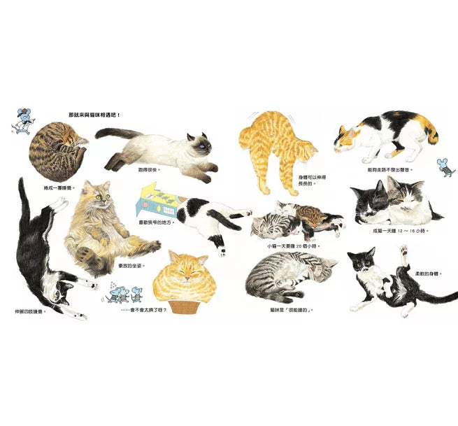 大人小孩都愛!：生活圖鑑繪本集兒童繪本內容