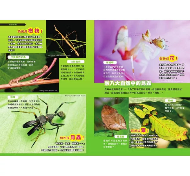 哆啦A夢科學任意門11：終極昆蟲發現機兒童繪本內容